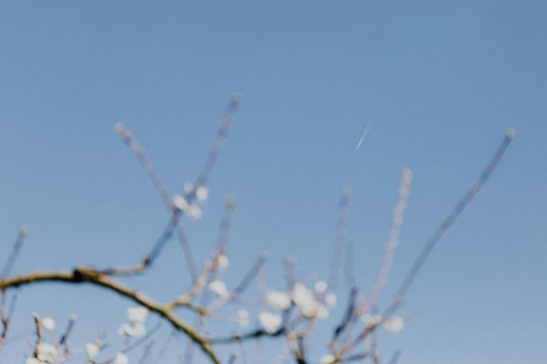 a bird sitting on top of a tree branch, by Niko Henrichon, unsplash, postminimalism, rocket launching into the sky, almond blossom, low quality footage, viewed from very far away