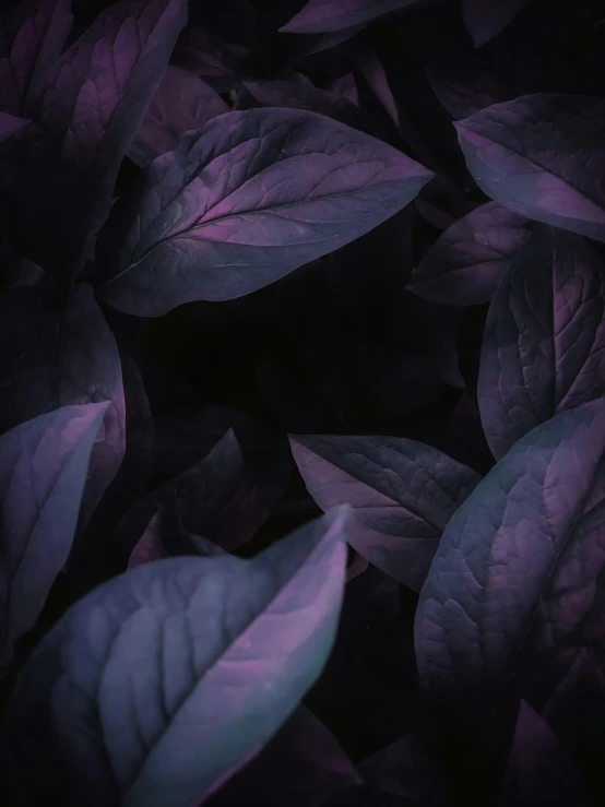 a close up of a plant with purple leaves, inspired by Elsa Bleda, pexels contest winner, renaissance, dark wallpaper, 8 k octane detailed render, basil, album cover