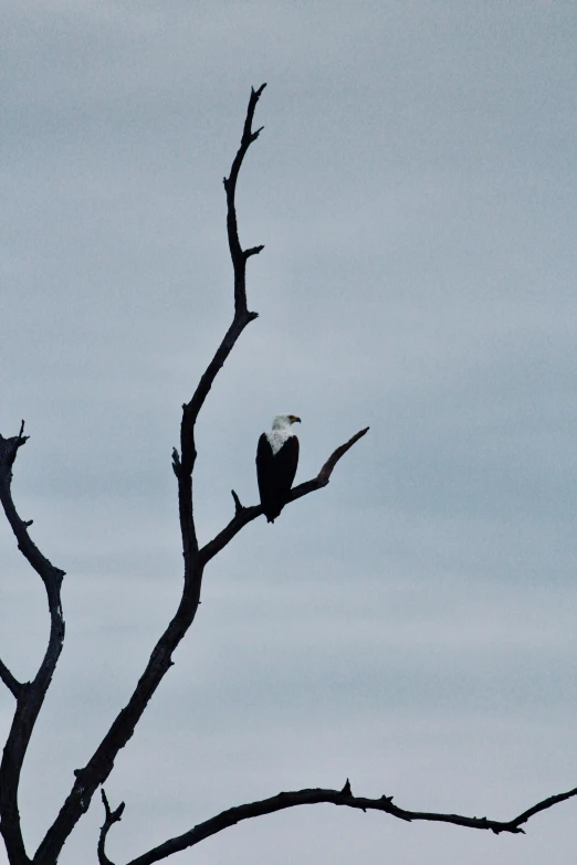 a bird sitting on top of a tree branch, by Peter Churcher, minimalism, bald eagle, on the african plains, camp, fishing