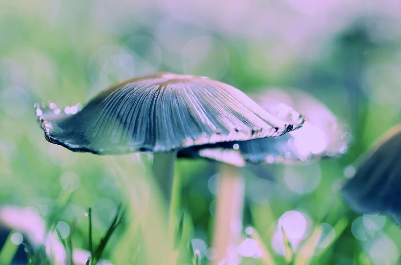 a group of mushrooms sitting on top of a lush green field, a macro photograph, inspired by Elsa Bleda, unsplash, glossy flecks of iridescence, mushroom umbrella, grey, hazy