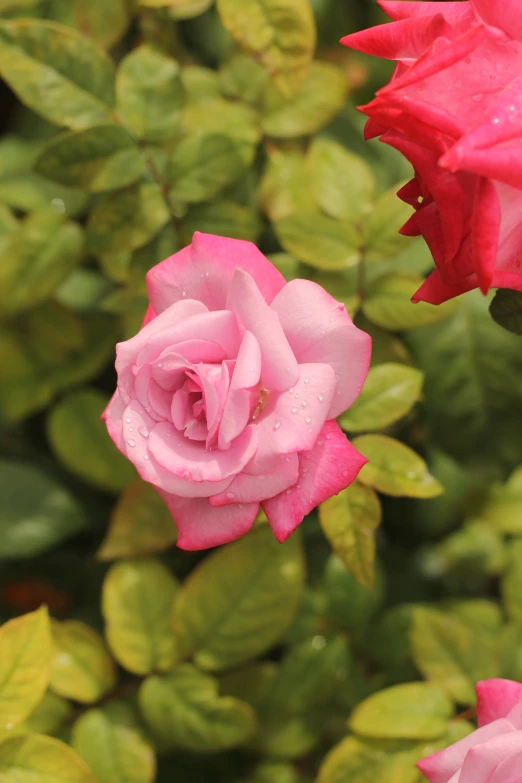 a couple of pink roses sitting next to each other, vibrant foliage, zoomed in, 3 - piece, award - winning