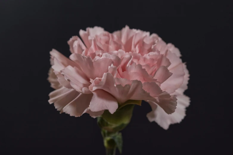 a single pink carnation on a black background, inspired by Robert Mapplethorpe, pexels, arabesque, light pink, on grey background, side profile shot, alessio albi