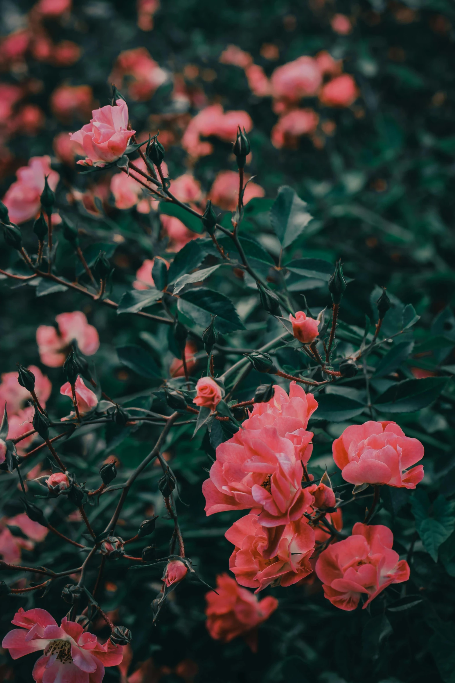 a bunch of pink flowers sitting on top of a lush green field, inspired by Elsa Bleda, unsplash contest winner, red neon roses, vibrant dark mood, shrubbery, (aesthetics)