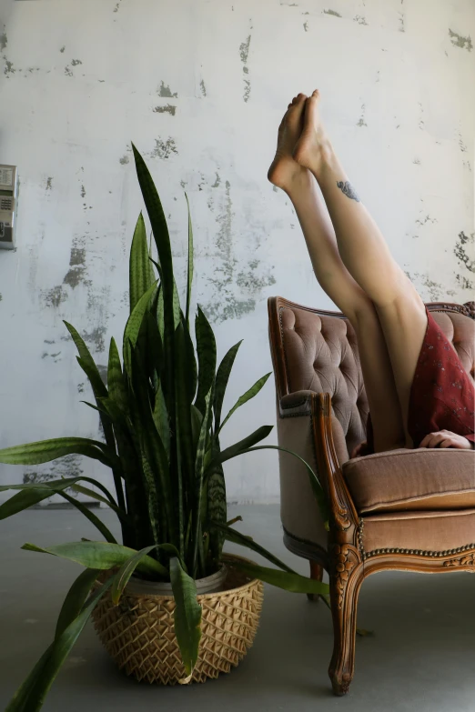 a woman laying on top of a couch next to a potted plant, pexels contest winner, maximalism, armchairs, tattooed, long legs, hanging upside down