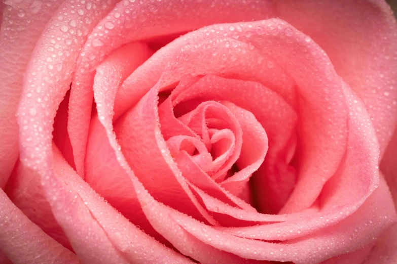 a close up of a pink rose with water droplets, 8k resolution”, fan favorite, close - ups, 8 k 4 k