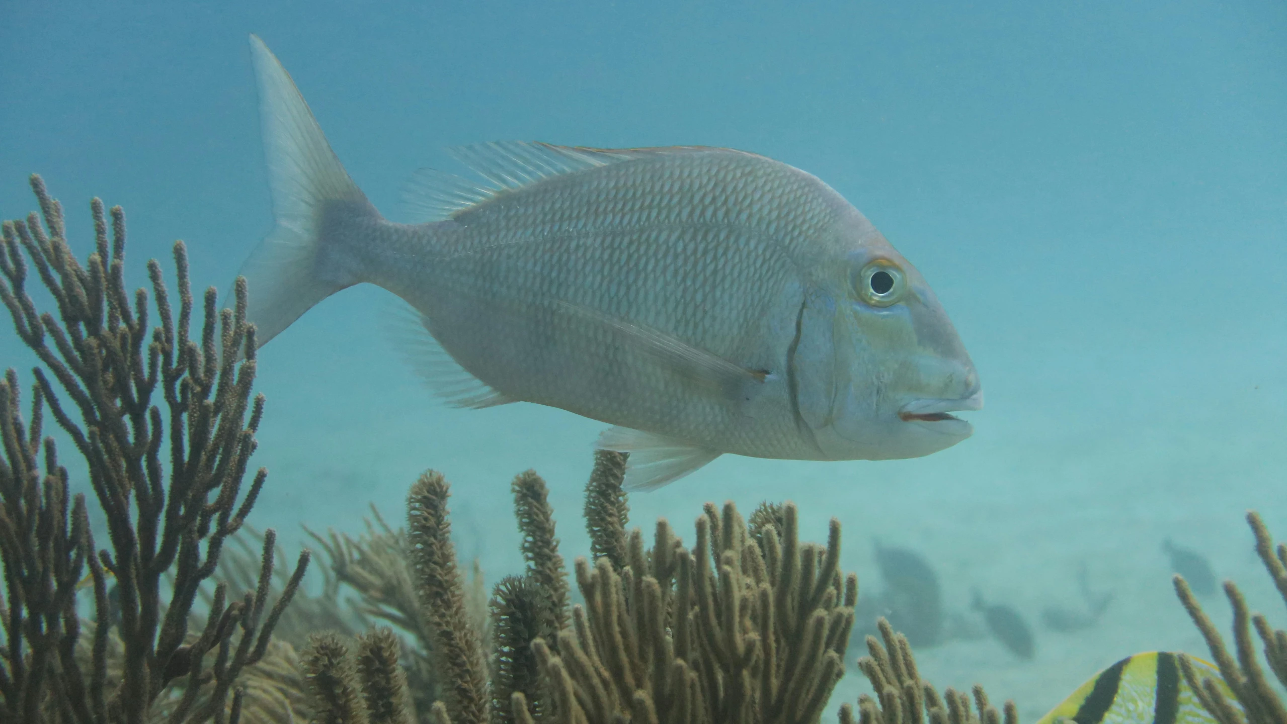 a fish that is swimming in the water, coral reefs, looking off to the side, white neck visible, with a whitish