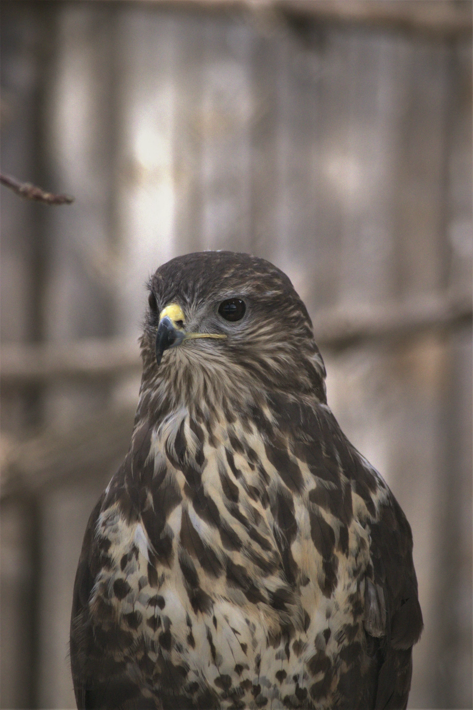 a close up of a bird of prey on a branch, a portrait, pexels contest winner, hurufiyya, taken on a 1990s camera, a wooden, a tall, feathered hair