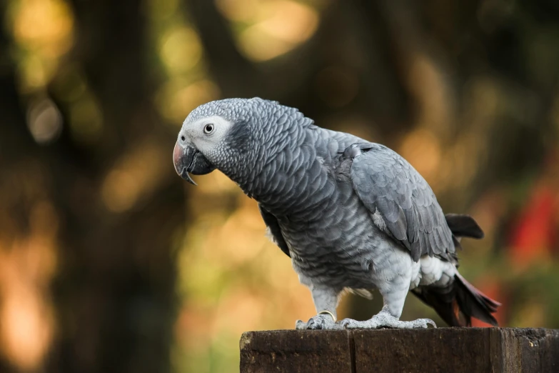 a parrot sitting on top of a wooden post, a portrait, pexels contest winner, arabesque, grey and silver, sitting on a leaf, grey skinned, chilean