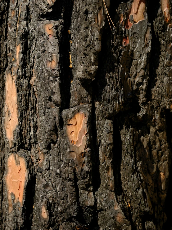 a close up of the bark of a tree, by Jan Rustem, pexels contest winner, hurufiyya, dark pine trees, warm light, ((trees)), panels