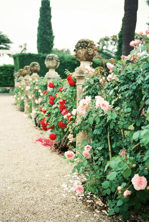 a garden filled with lots of red and pink flowers, an album cover, unsplash, renaissance, pillar, long shot kodak portra 4 0 0, decorative roses, in a row