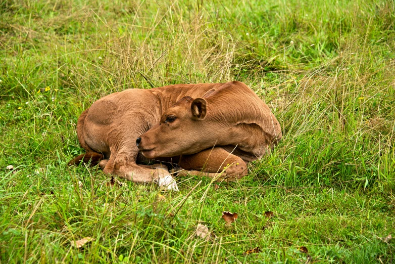 a brown cow laying on top of a lush green field, dog sleeping, immature, calf, wildlife photograph