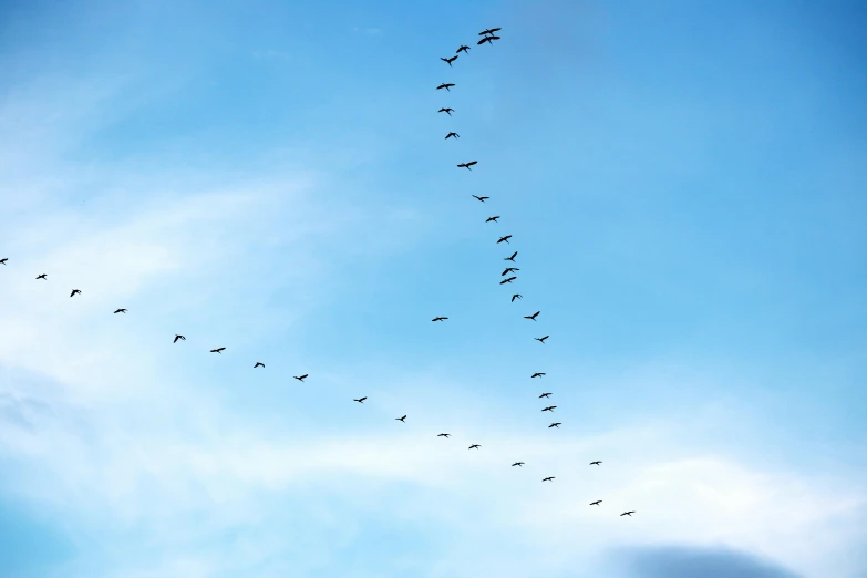 a flock of birds flying through a blue sky, by Lucia Peka, pexels contest winner, figuration libre, gooses, geometry, birds eye, forming a heart with their necks