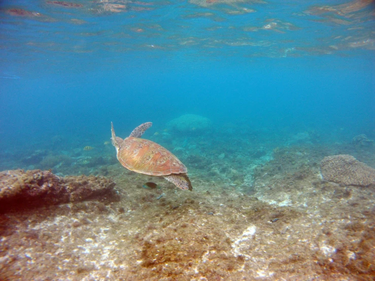 a turtle swimming in the middle of the ocean, by Carey Morris, pexels contest winner, hurufiyya, turquoise water, corals, white, brown