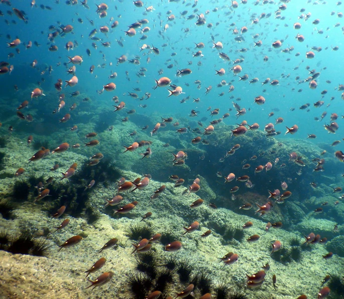 a large group of fish swimming in the ocean, by Alison Watt, flickr, renaissance, ibiza, dredged seabed, o'neill cylinder colony, thumbnail