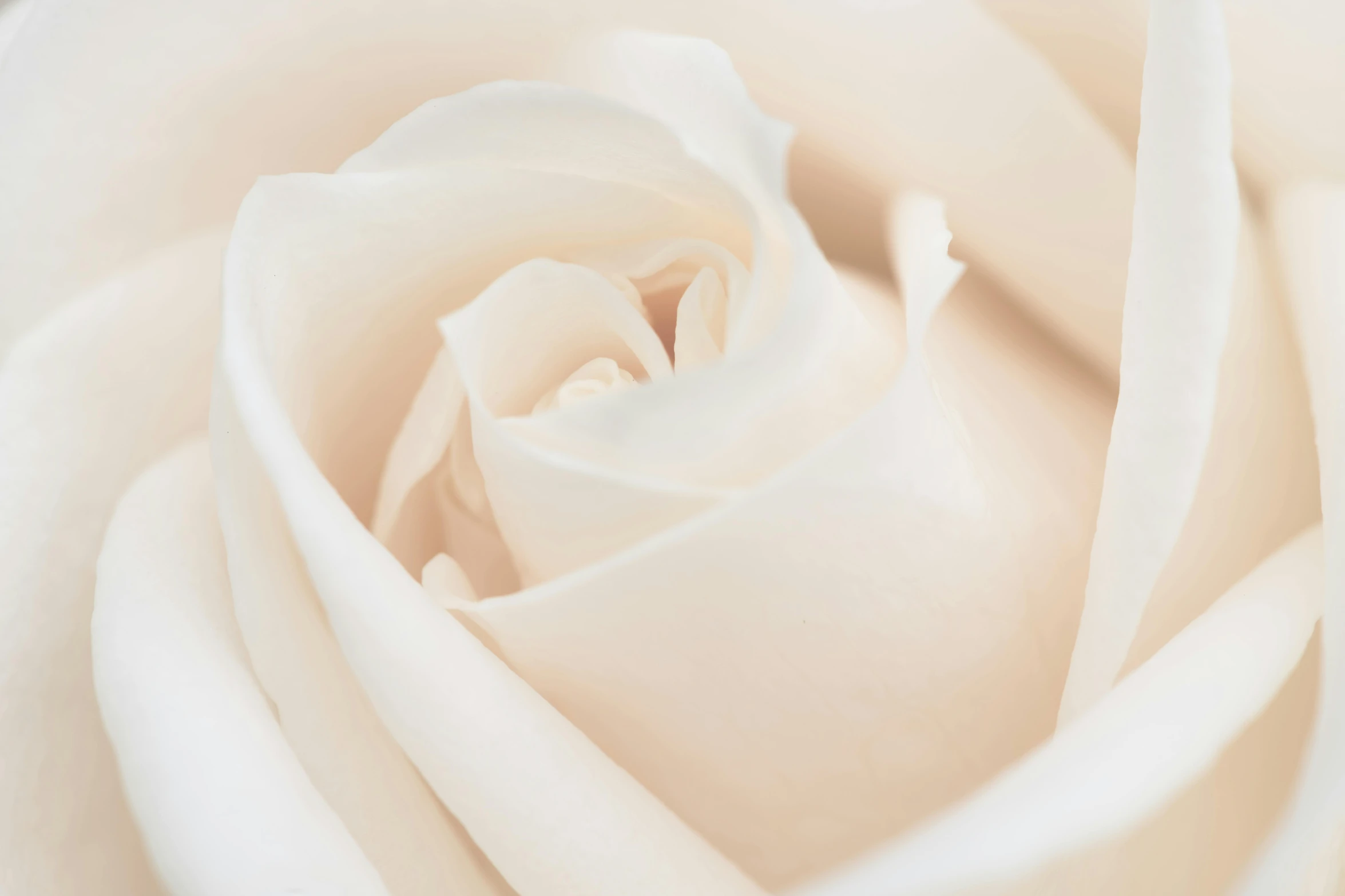 a close up of the center of a white rose, trending on unsplash, marble white complexion, 8k resolution”, pastel roses, porcelain skin ”