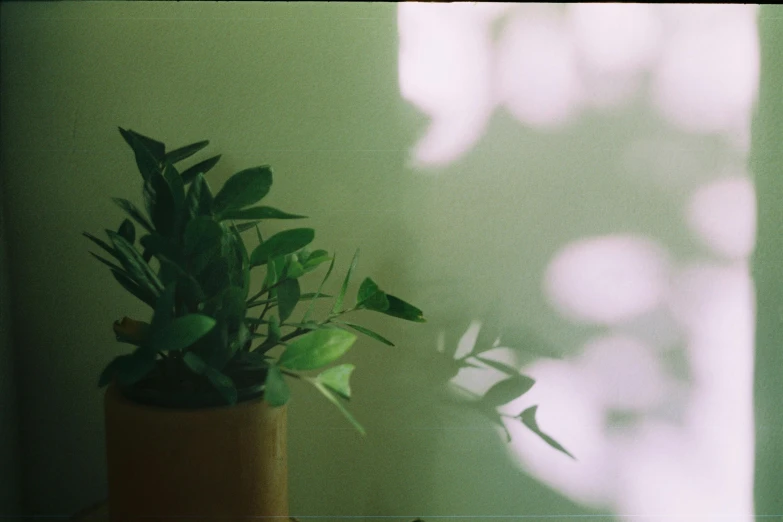 a potted plant sitting on top of a wooden table, a polaroid photo, inspired by Elsa Bleda, trending on pexels, backlight green leaves, vhs colour photography, pale green backlit glow, wide film still