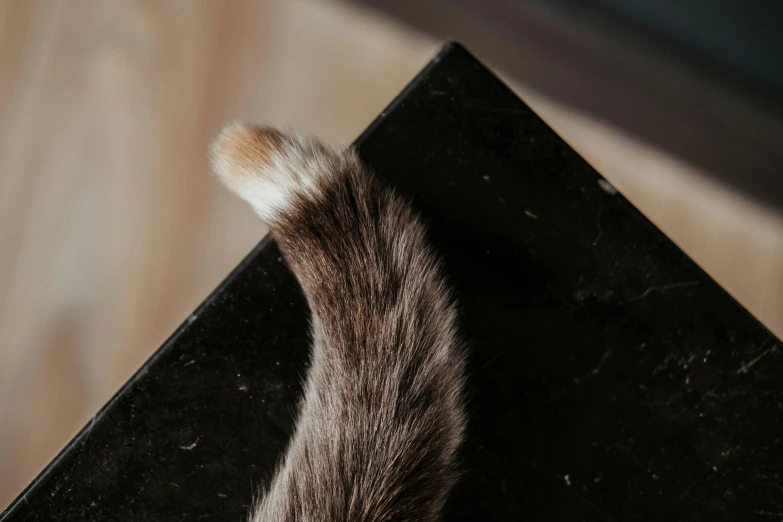 a close up of a cat's tail on a table, by Emma Andijewska, trending on pexels, obsidian hooves, birdseye view, ignant, wolfy nail