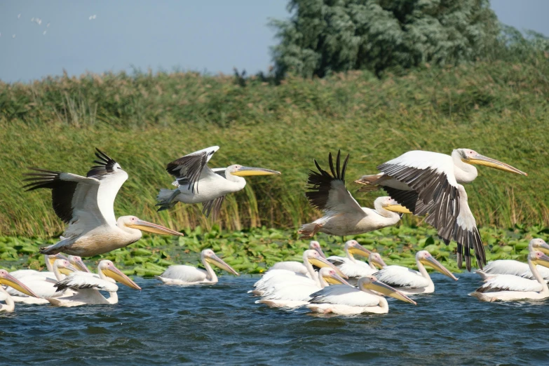 a flock of pelicans flying over a body of water, swanland, parks and lakes, andrzej marszalek, 2 0 2 2 photo