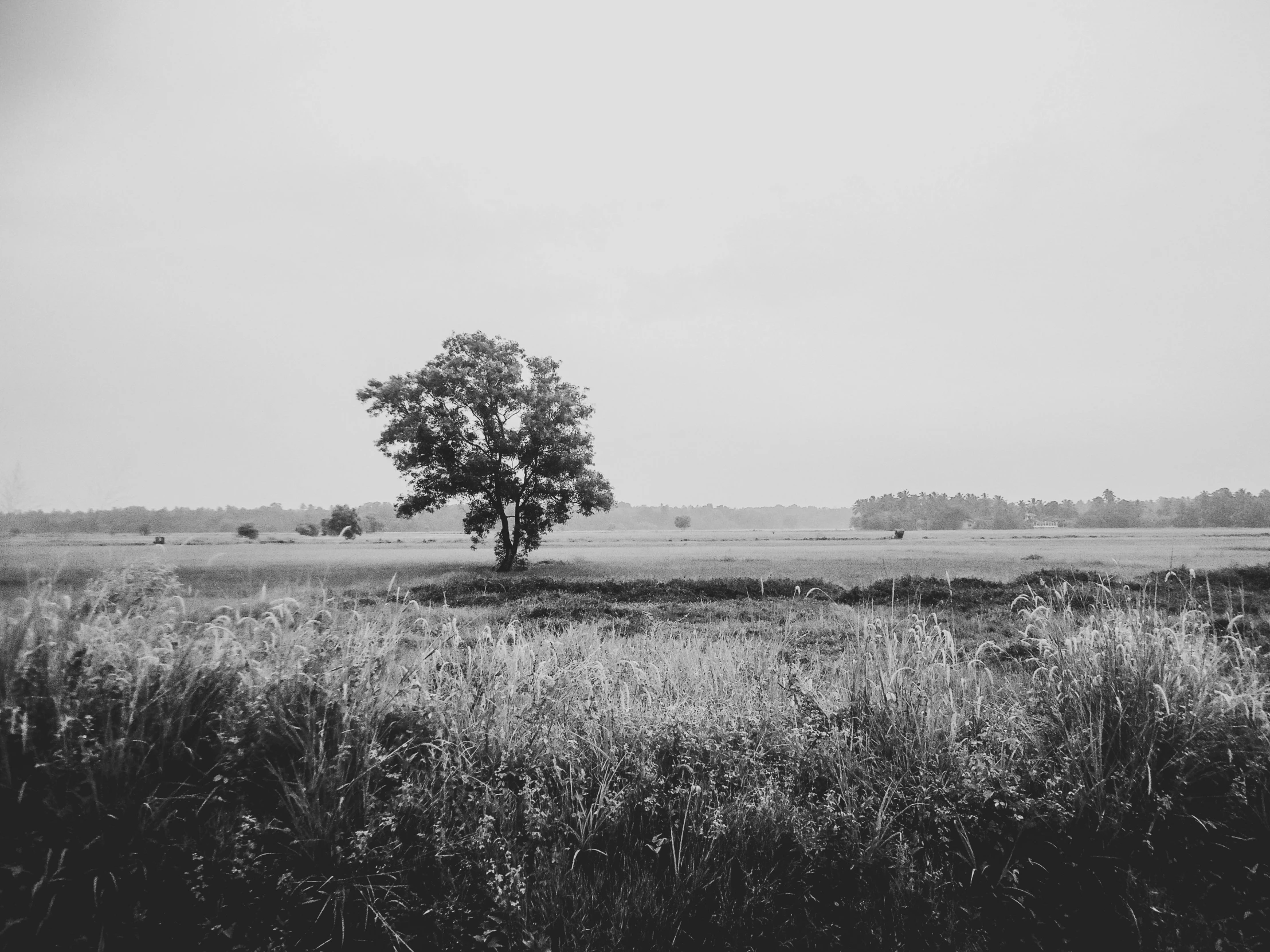 a black and white photo of a tree in a field, unsplash, postminimalism, midwest countryside, summer morning, marshes, photographic print