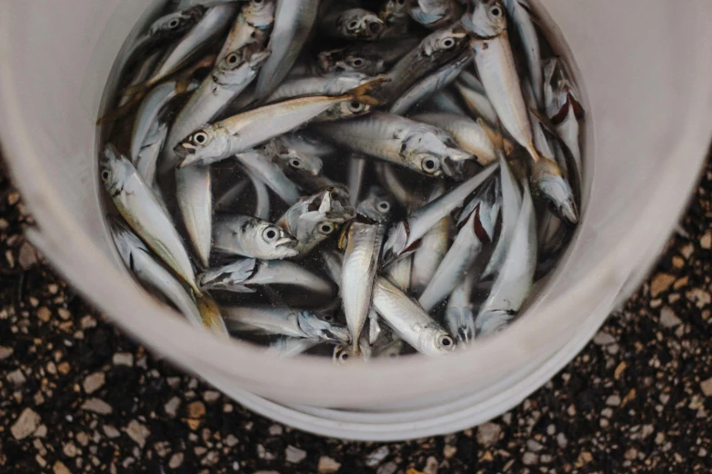 a bucket full of small fish sitting on the ground, a portrait, by Matija Jama, trending on pexels, vessels, full of silver layers, ready to eat, with a whitish