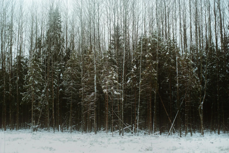 a forest filled with lots of trees covered in snow, inspired by Elsa Bleda, hurufiyya, ((trees))