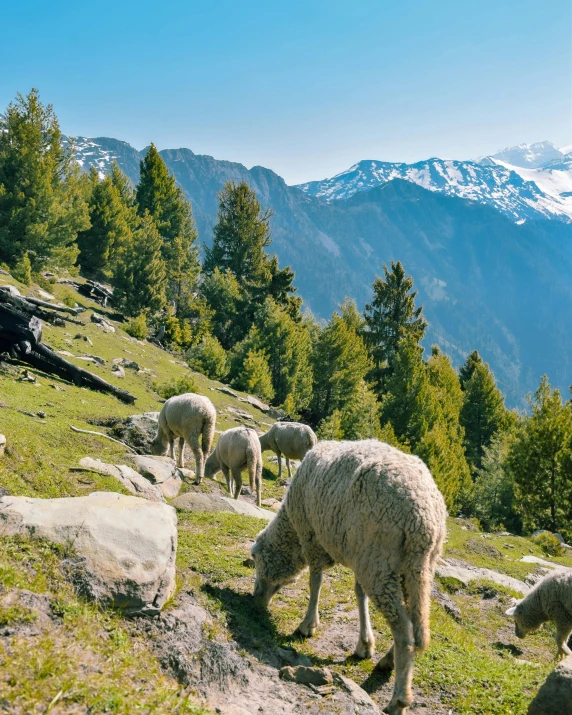 a herd of sheep grazing on a lush green hillside, by Julia Pishtar, pexels contest winner, snow capped mountains, thumbnail, multiple stories, india