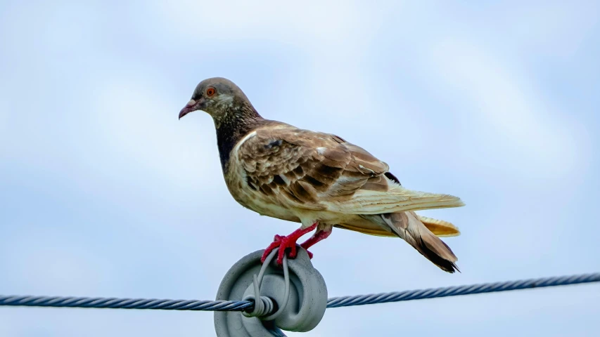 a bird that is sitting on a wire, on a pedestal