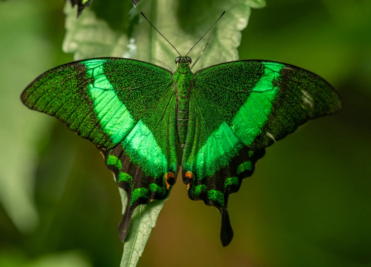 a green butterfly sitting on top of a leaf, by Brian Thomas, pexels contest winner, hurufiyya, 9 peacock tails, avatar image