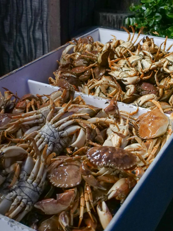 a box full of crabs sitting on top of a table, brown, gushy gills and blush, thumbnail, seattle