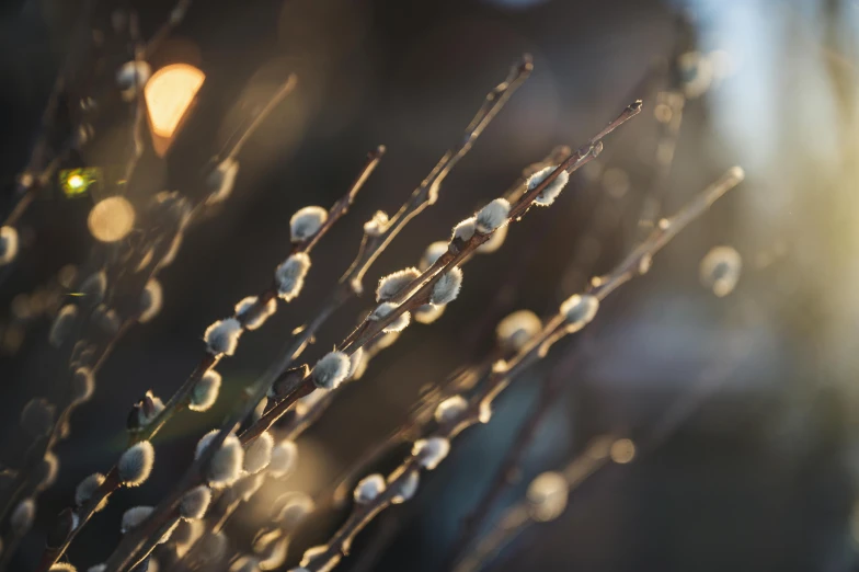 a close up of a plant with a blurry background, inspired by Elsa Bleda, unsplash, hurufiyya, willow trees, glowing with silver light, winter photograph, shot on sony a 7