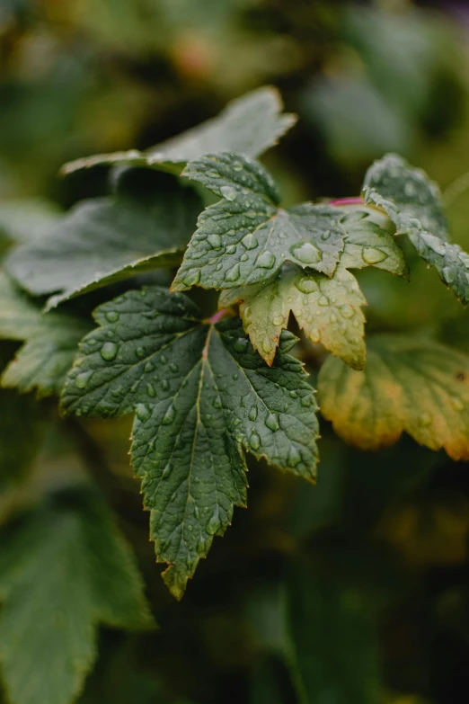 a close up of a plant with green leaves, wash off in the rain, raspberry, maple syrup highlights, promo image
