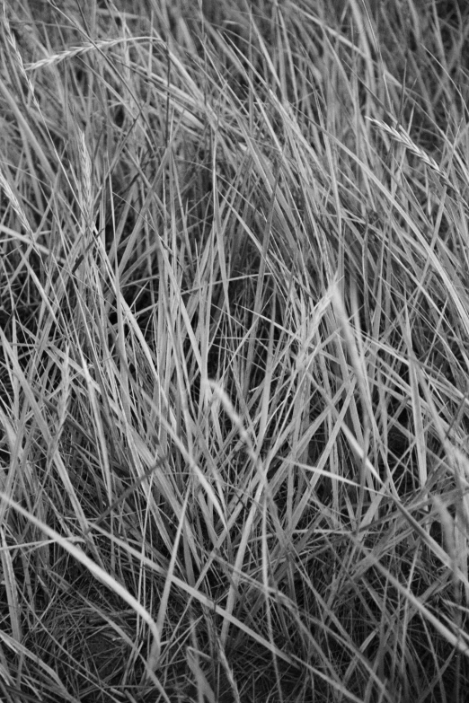 a black and white photo of tall grass, inspired by Dorothea Lange, flickr, natural materials :: high detail, ffffound, orange grass, concert