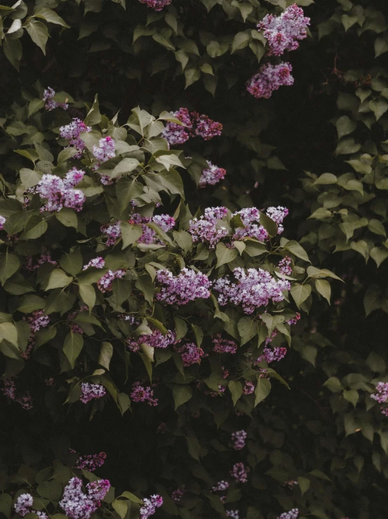 a white fire hydrant sitting in front of a bush of purple flowers, a colorized photo, inspired by Elsa Bleda, trending on unsplash, visual art, draped in fleshy green and pink, made of flowers and leaves, taken on iphone 14 pro, lilac