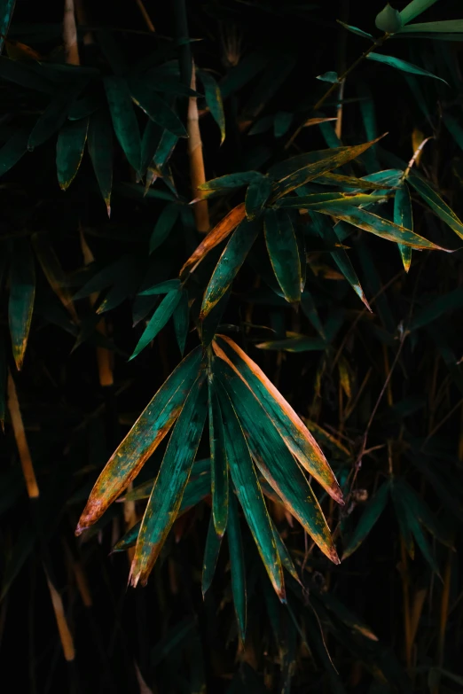 a yellow fire hydrant sitting on top of a lush green forest, a picture, inspired by Elsa Bleda, trending on pexels, minimalism, made of bamboo, night colors, large leaves, gradient black green gold