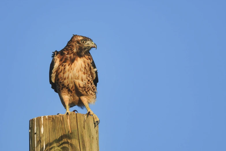 a hawk sitting on top of a wooden post, trending on pexels, hurufiyya, standing upright like people, blue sky, slide show, high detailled