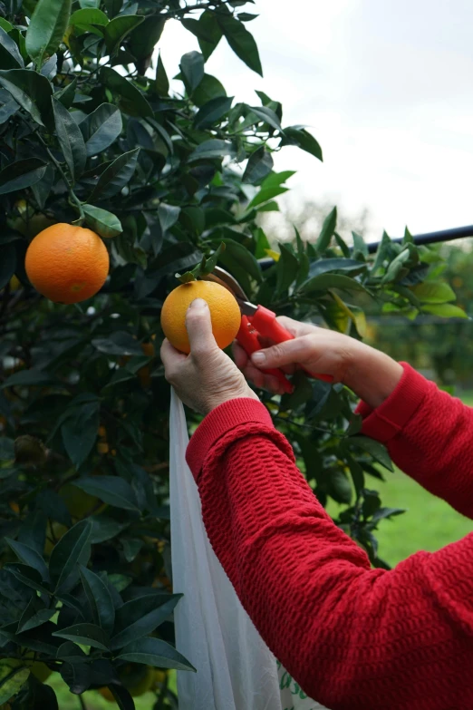 a woman picking an orange from a tree, pexels, process art, new zealand, hand holding a knife, in garden, netting