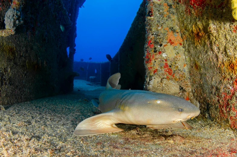 a fish that is laying down in the sand, by Emanuel Witz, unsplash contest winner, renaissance, bunkers, blue shark, in an ancient vault, courtesy mbari