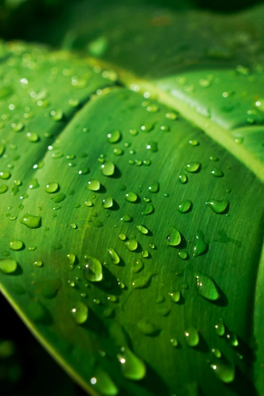 a green leaf with water droplets on it, sustainable materials, wet lush jungle landscape, paul barson, multi - layer