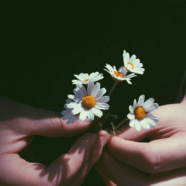 a person holding a bunch of daisies in their hands, inspired by Elsa Bleda, pexels contest winner, aestheticism, dark backround, holding each other hands, instagram post, retro stylised