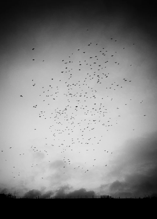 a flock of birds flying in the sky, a black and white photo, by Lucia Peka, conceptual art, 2 5 6 x 2 5 6, apotheosis, blind, f2.2