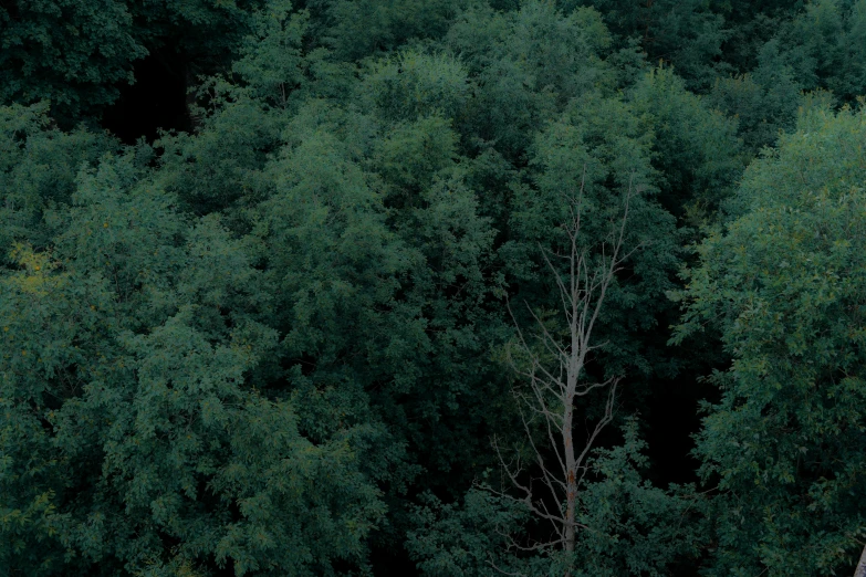 a train traveling through a lush green forest, an album cover, by Attila Meszlenyi, hurufiyya, ((trees)), nadav kander, a high angle shot, 5 feet away