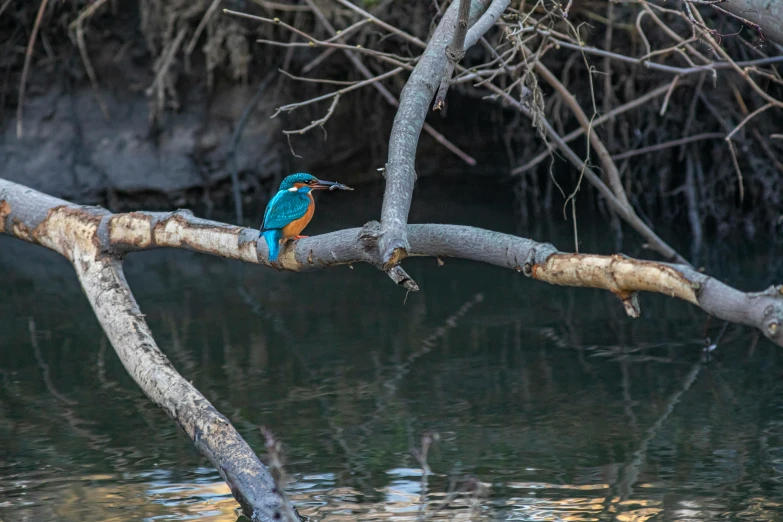 a bird that is sitting on a branch in the water, orange and teal, on a riverbank, guide, picton blue