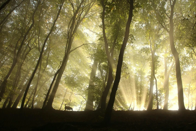 the sun shines through the trees in the forest, by Eglon van der Neer, pexels contest winner, romanticism, summer morning light, paul barson, award winning nature photograph, large magical trees