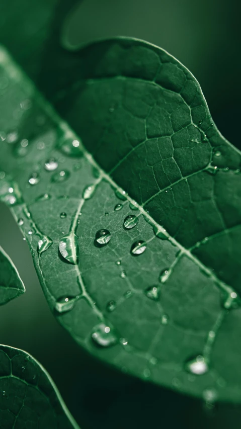 a green leaf with water droplets on it, by Jakob Gauermann, trending on unsplash, closeup 4k, thumbnail, high quality photo