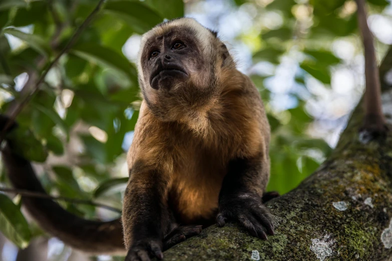 a monkey sitting on top of a tree branch, a portrait, pexels contest winner, renaissance, colombian, avatar image, thumbnail, full frame image