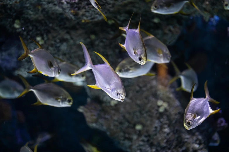 a group of fish swimming in an aquarium, a photo, pexels contest winner, renaissance, violet polsangi, grey, yellow pupils, 🦩🪐🐞👩🏻🦳