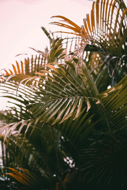 a couple of palm trees sitting next to each other, inspired by Elsa Bleda, trending on unsplash, aestheticism, lush vegetation with ferns, warm muted colors, zoomed in, soft vinyl