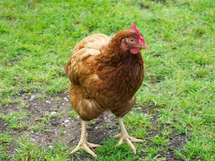 a brown chicken standing on top of a lush green field, two legged with clawed feet, shiny crisp finish, female, highly ornate