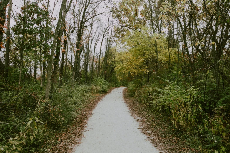 a dirt road in the middle of a forest, by Carey Morris, unsplash, visual art, from wheaton illinois, walking at the park, 2 5 6 x 2 5 6 pixels, foliage