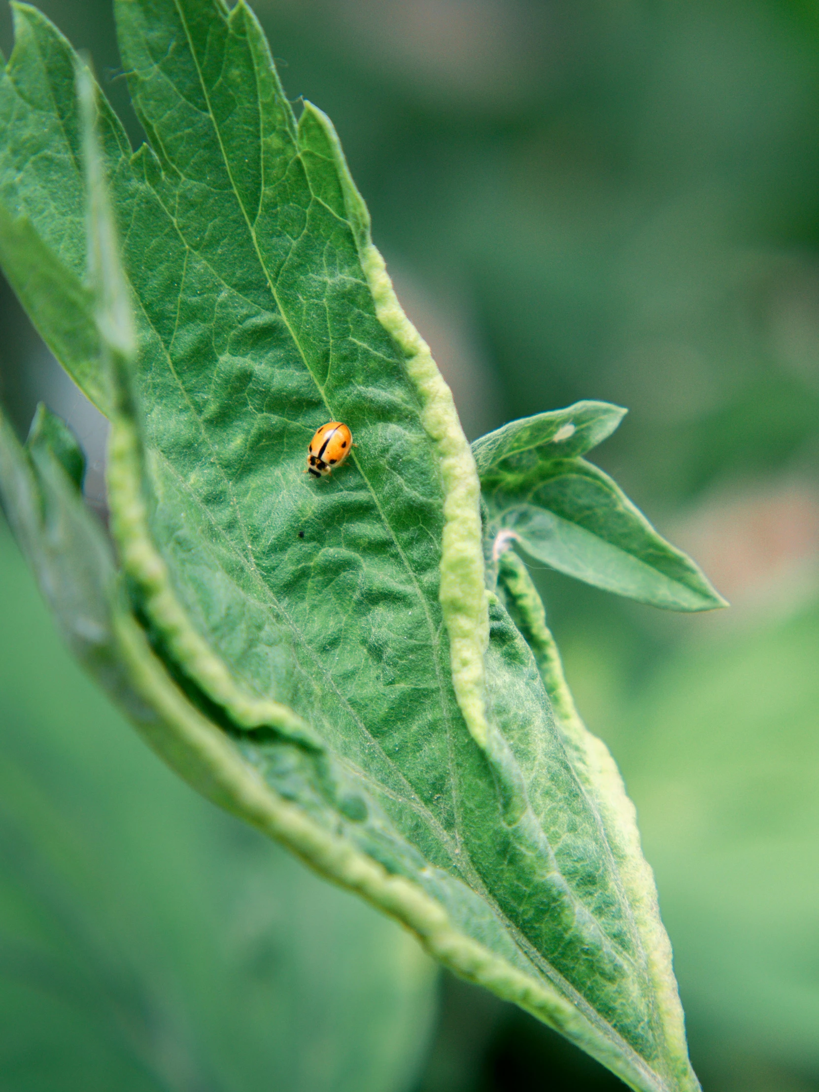 a lady bug sitting on top of a green leaf, by Mandy Jurgens, renaissance, slide show, multiple stories, a tall, contrasting